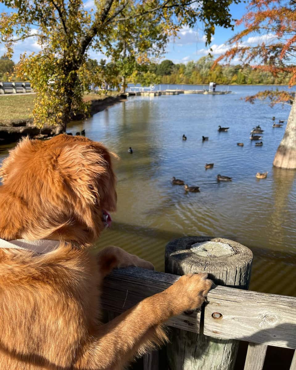 Jacobson Park, Lexington