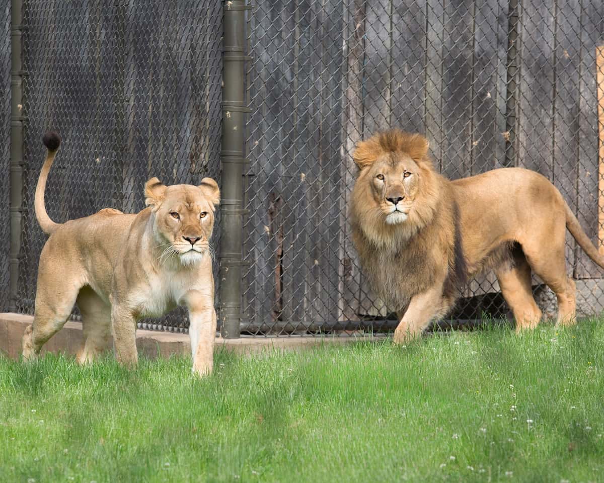 John Ball Zoo, Grand Rapid