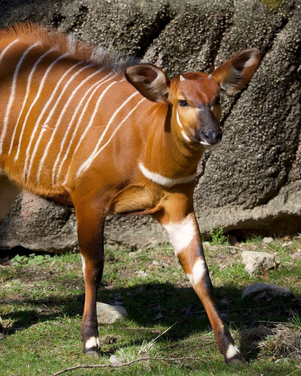 John Ball Zoo, Grand Rapid