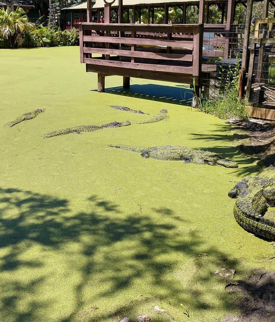 Jungle Adventures, Cocoa Beach