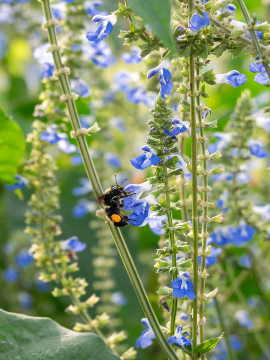 LSU AgCenter Botanic, Baton Rouge