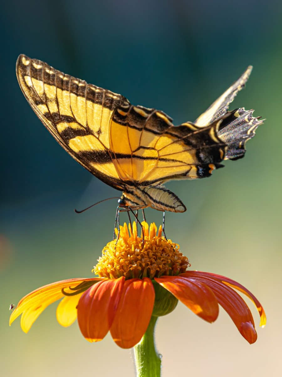 Lewis Ginter Botanical Garden, Richmond, VA