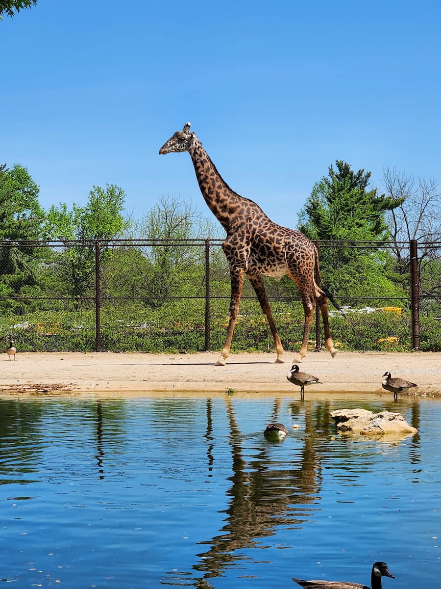 Rupp Arena, Kentucky