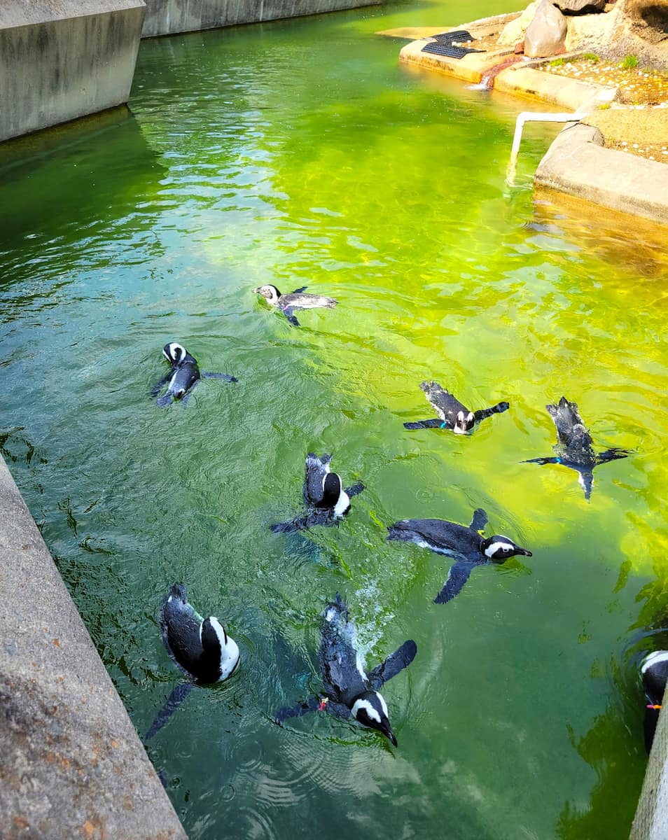 Memphis Zoo Animal Encounters
