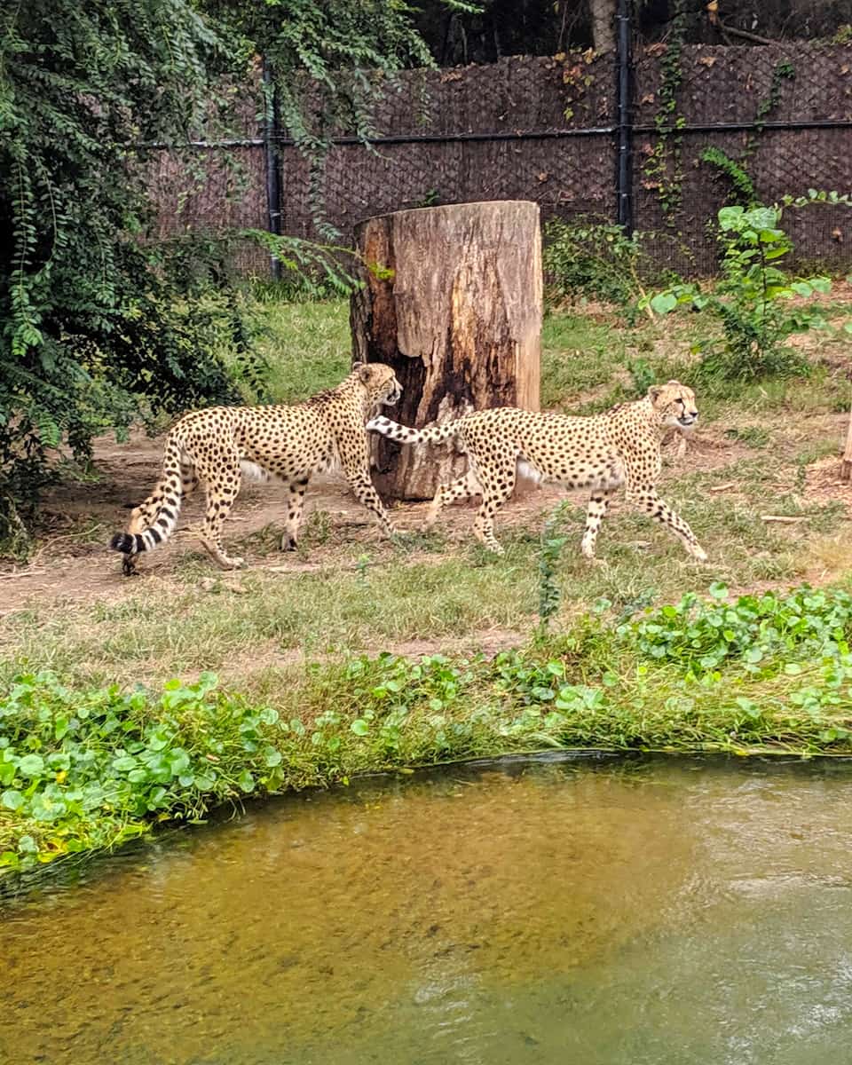Memphis Zoo Animal Encounters