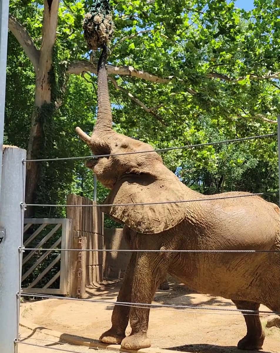 Memphis Zoo Animal Encounters