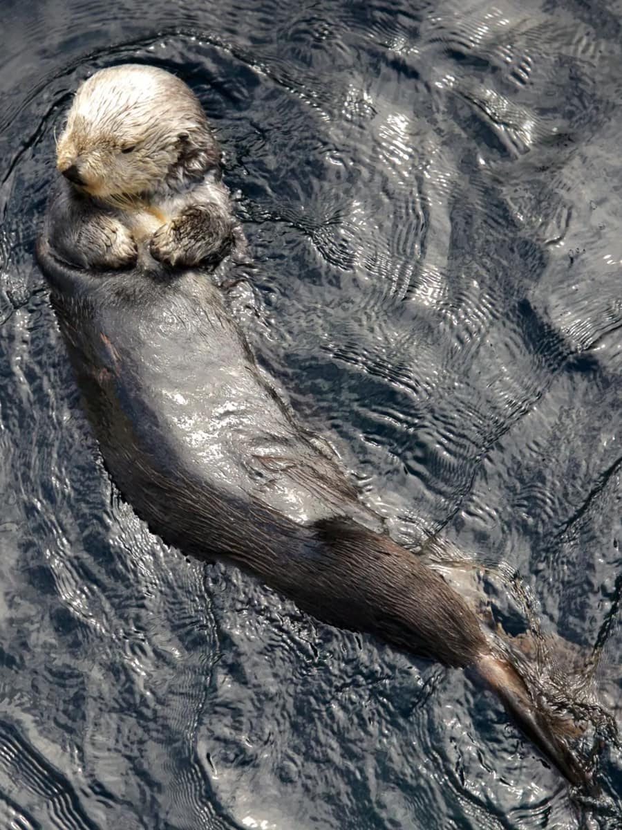 Inside of Monterey Bay Aquarium, Monterey, California