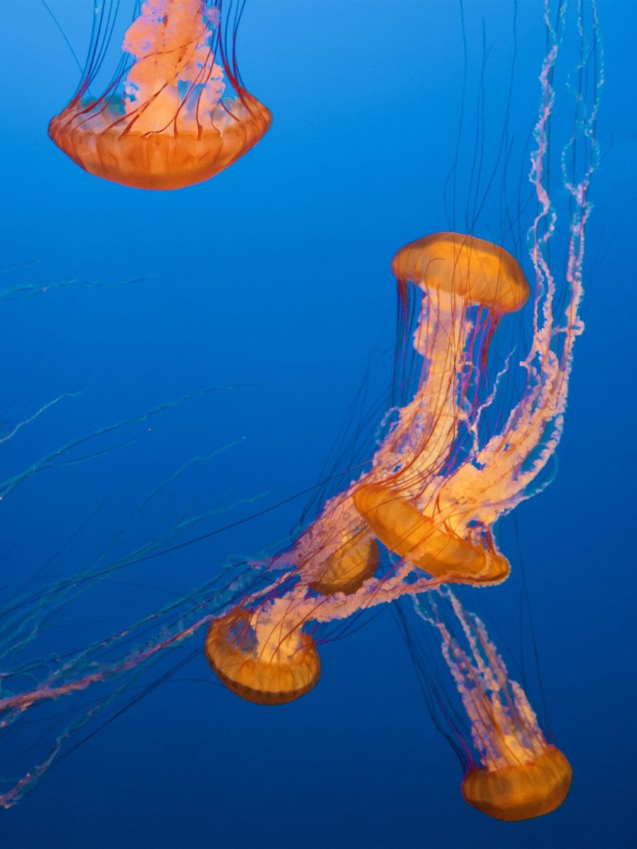 Inside of Monterey Bay Aquarium, Monterey, California