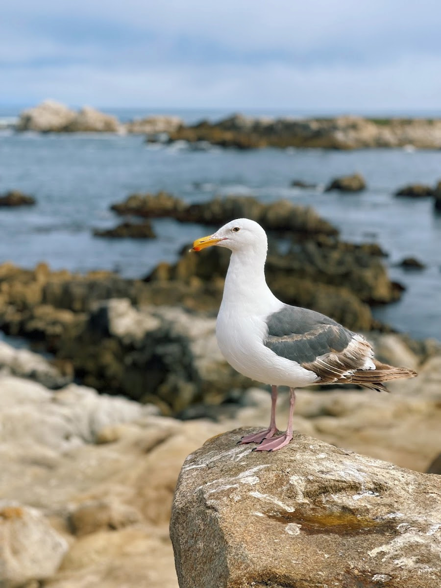 Monterey State Beach, Monterey, California