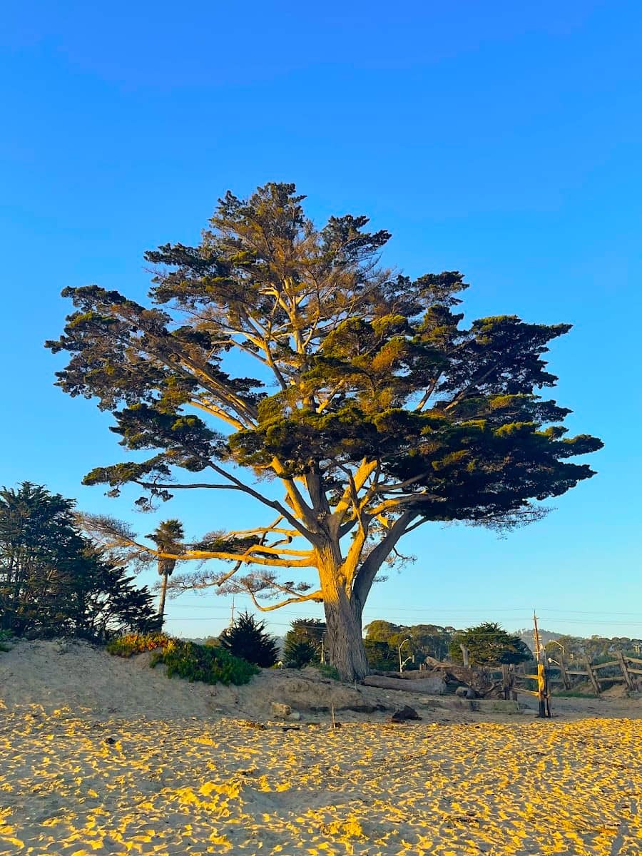 Monterey State Beach, Monterey, California