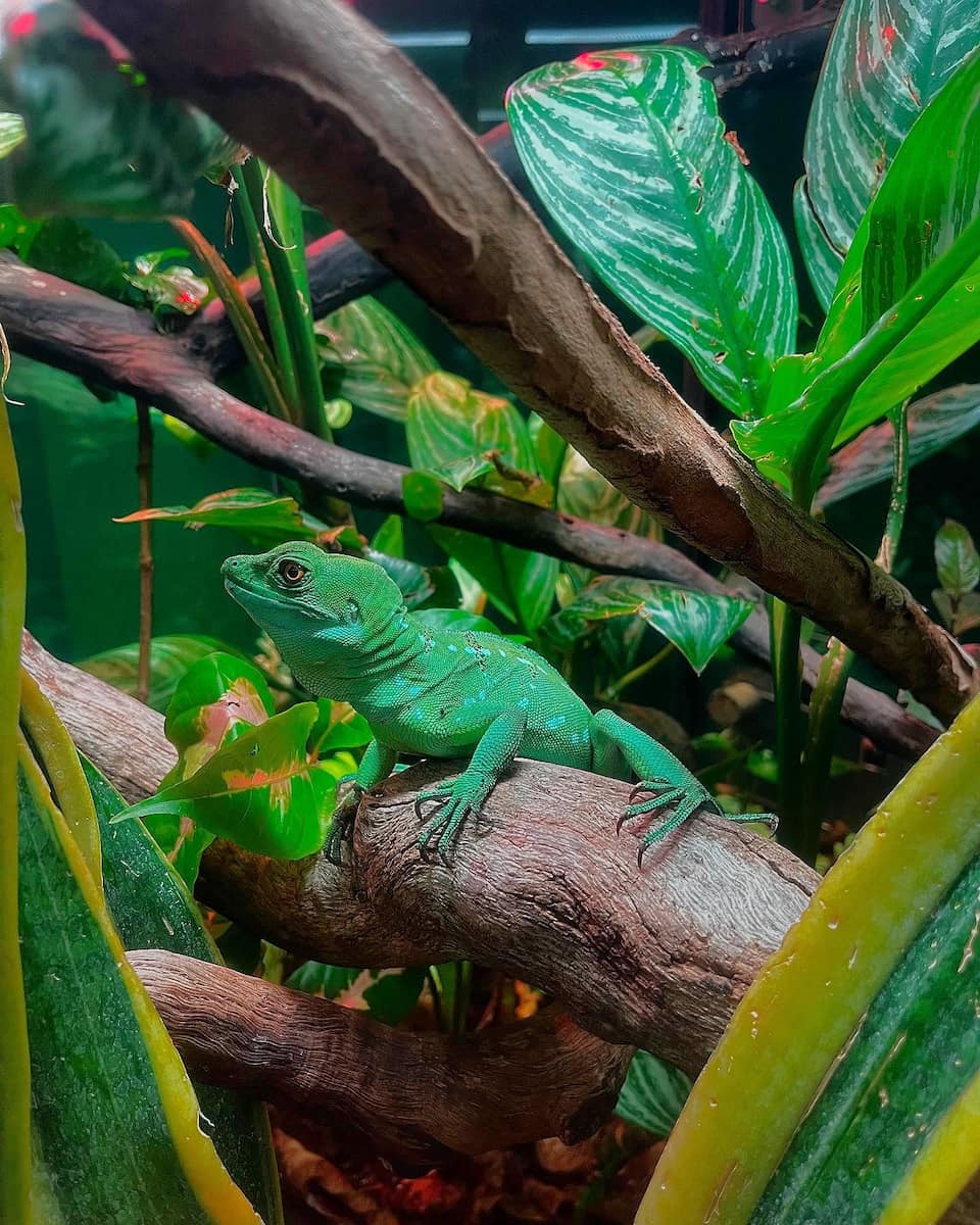 Moody Gardens, Galveston