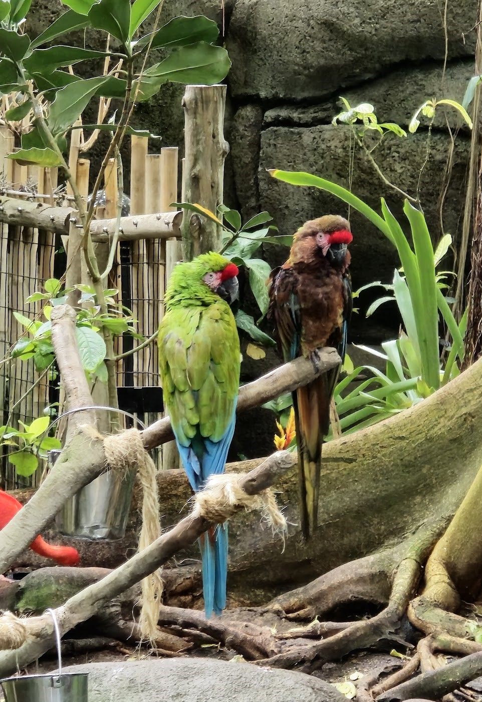 Moody Gardens, Galveston