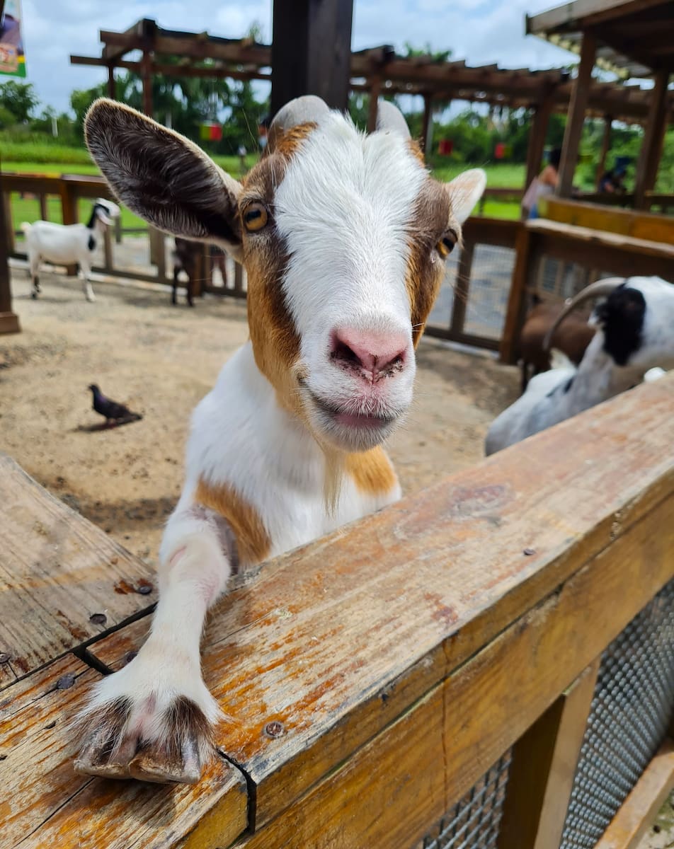 Museo del Niño, Puerto Rico