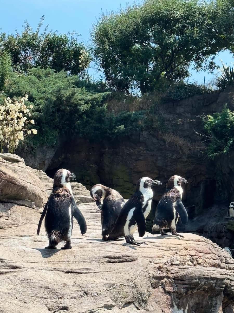 New York Aquarium at Coney Island, Brooklyn