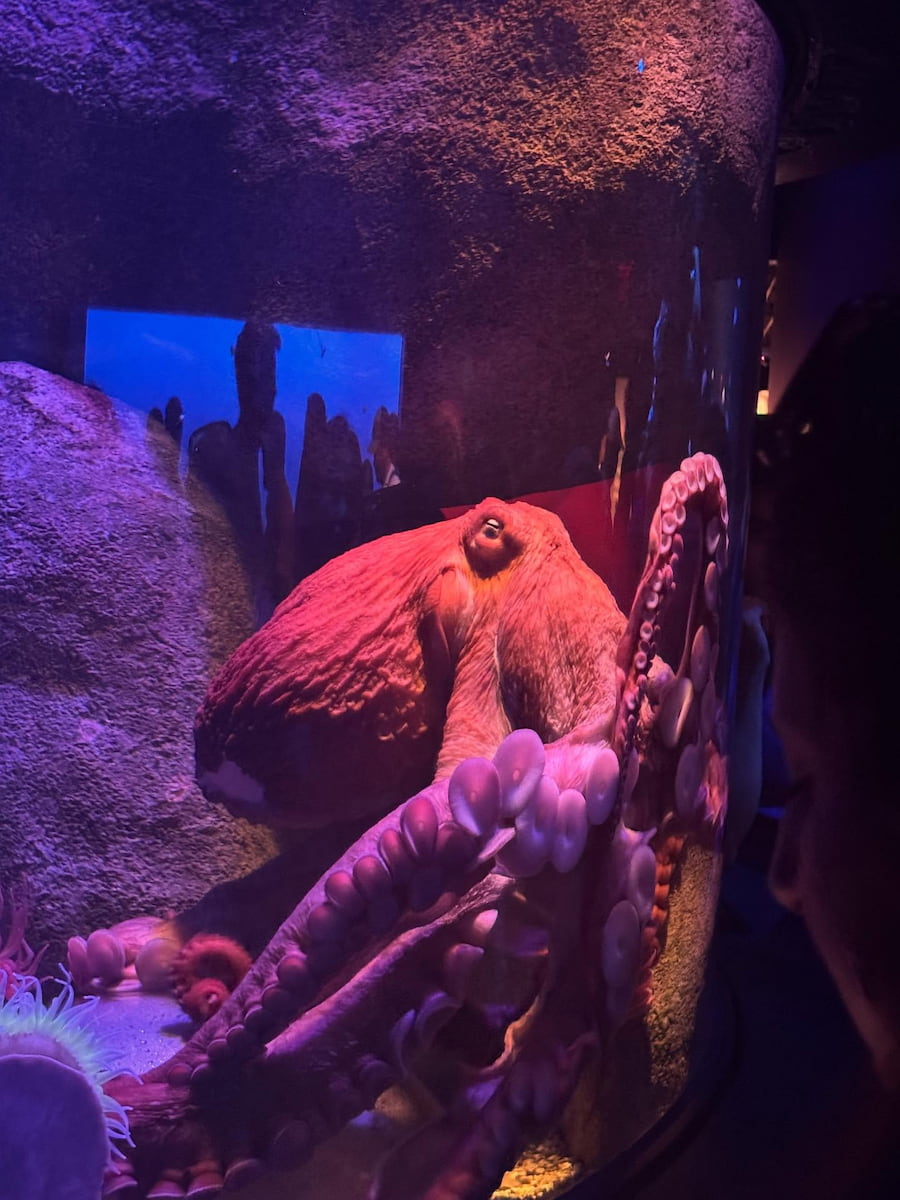 New York Aquarium at Coney Island, Brooklyn