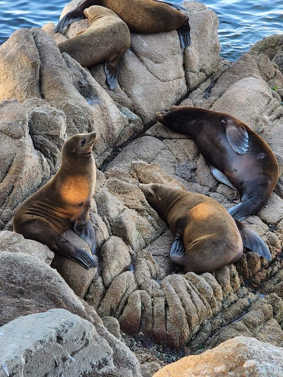 Old Fisherman’s Wharf, Monterey, California