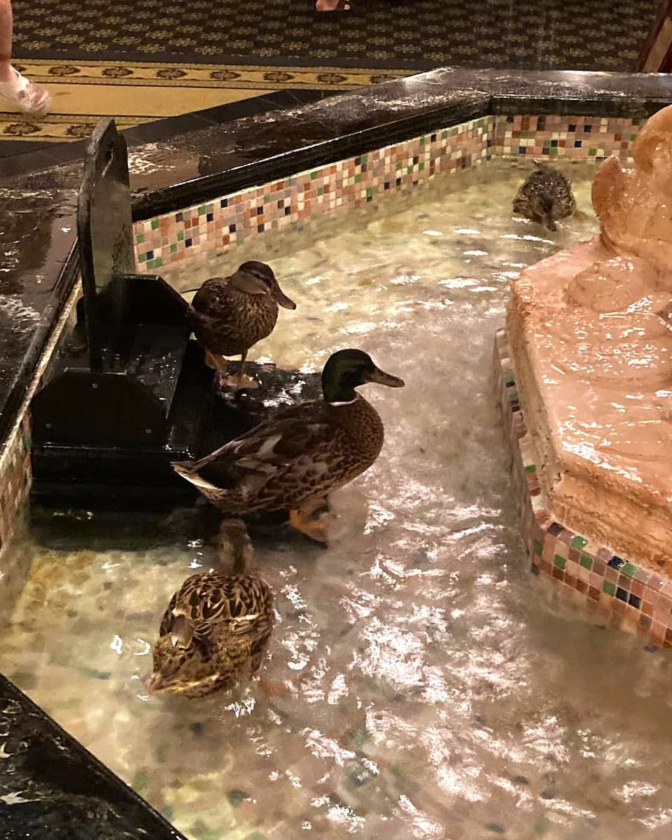 Peabody Ducks, Memphis