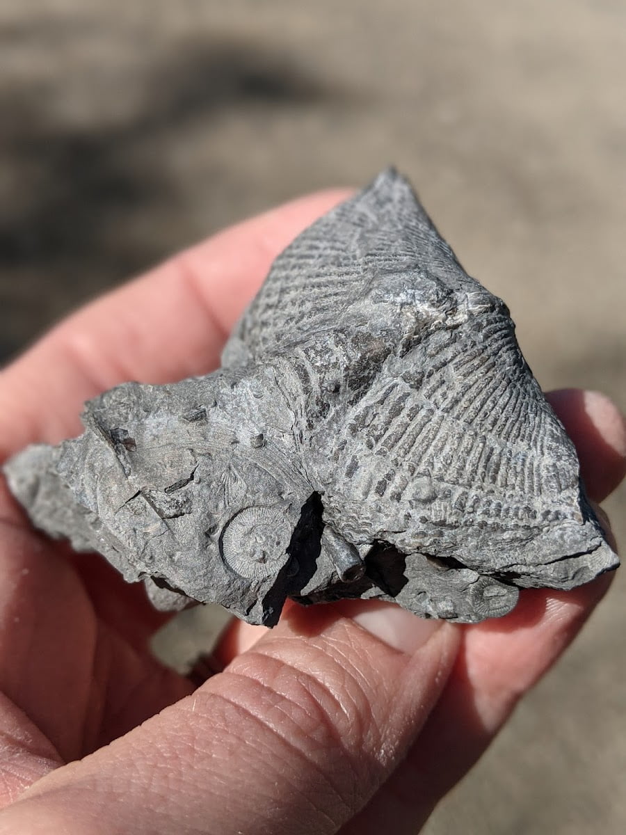 Penn Dixie Fossil Park & Nature Reserve, Buffalo, NY