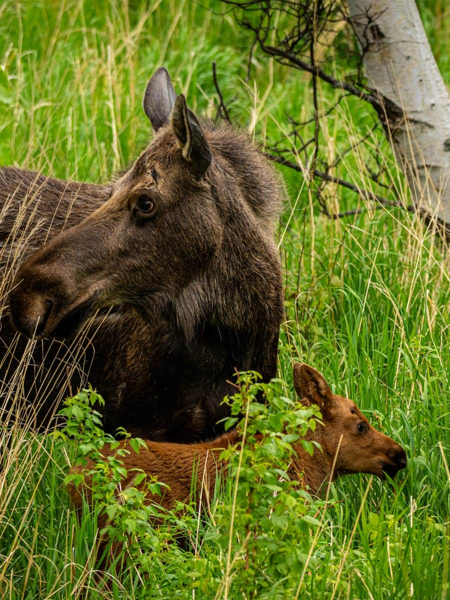 Potter Marsh and Bird Watching Anchorage, Anchorage