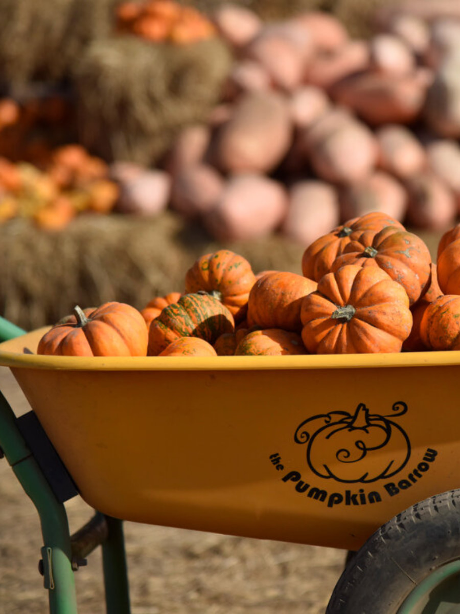 Pumpkin Patches, Orange County, California