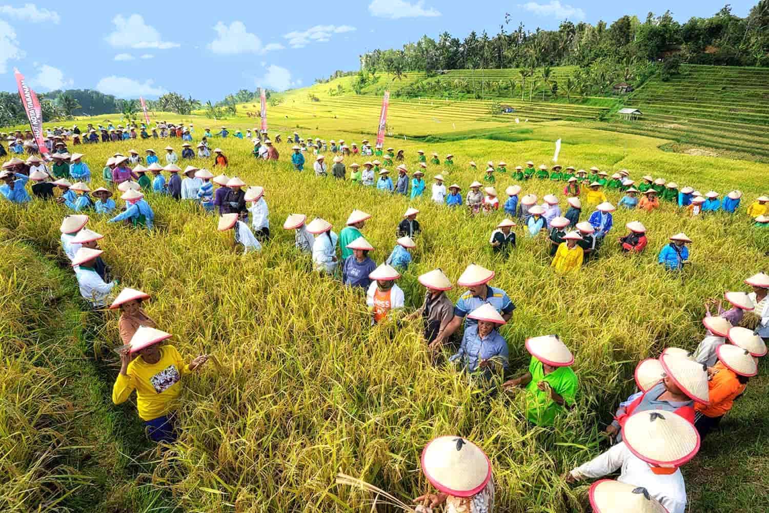 Rice Harvest Festival