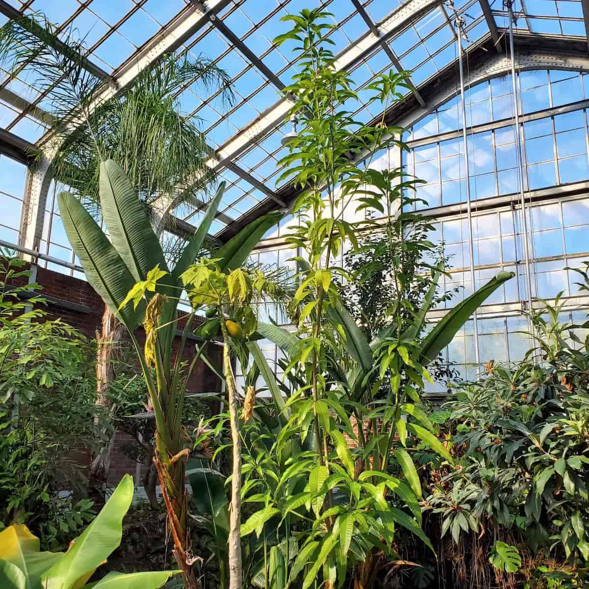 Rockefeller Greenhous, Cleveland