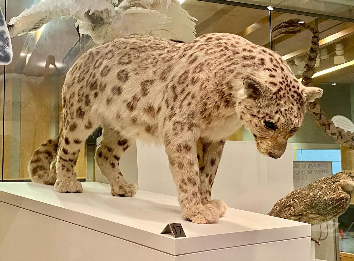 Royal Ontario Museum, Canada