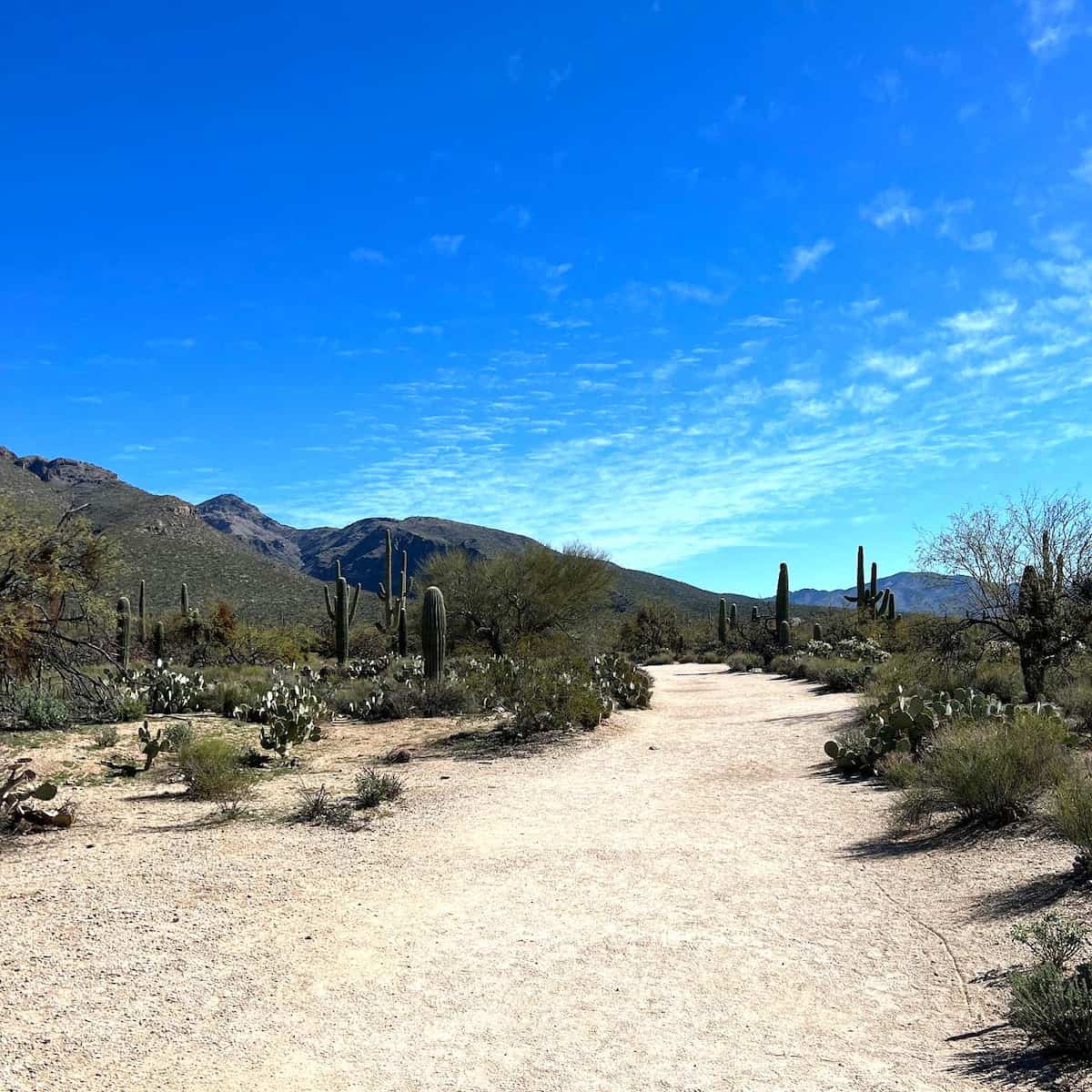 Sabino Canyon Recreation Area, Tucson