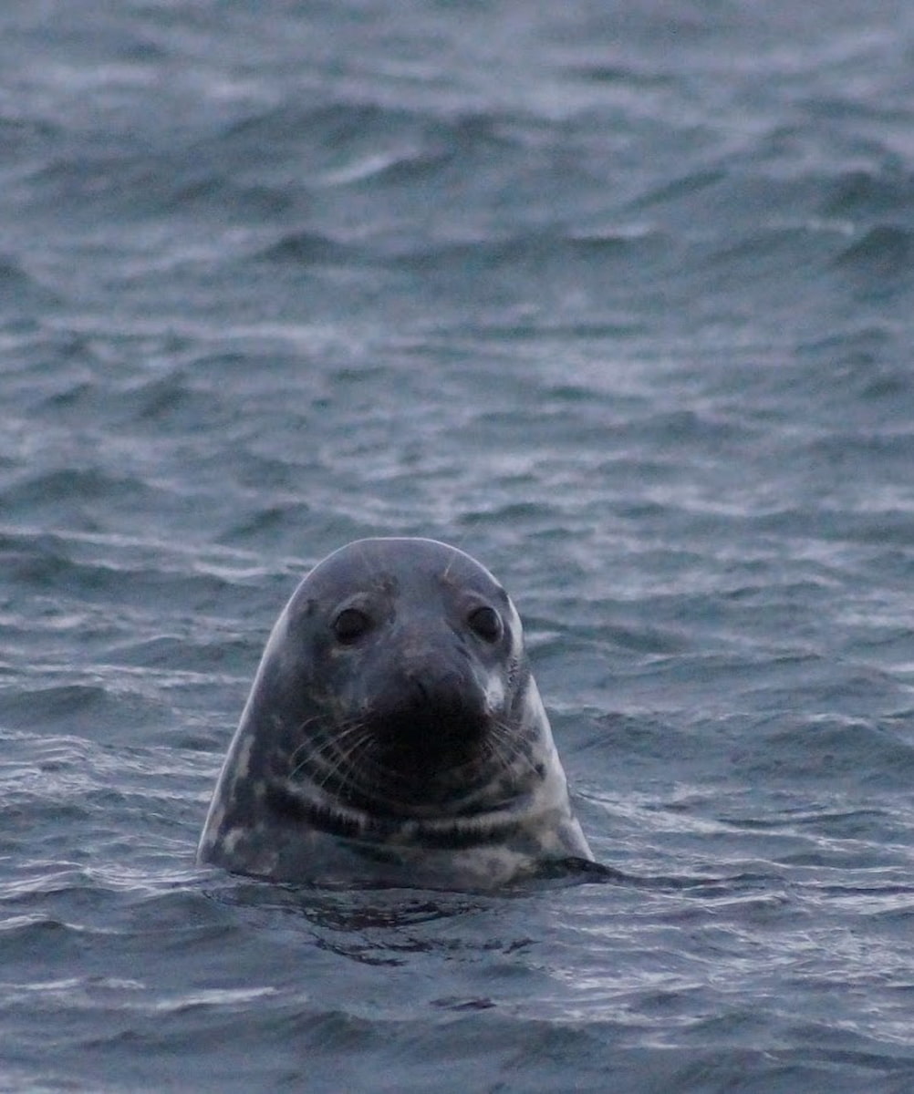 Seal in Iceland