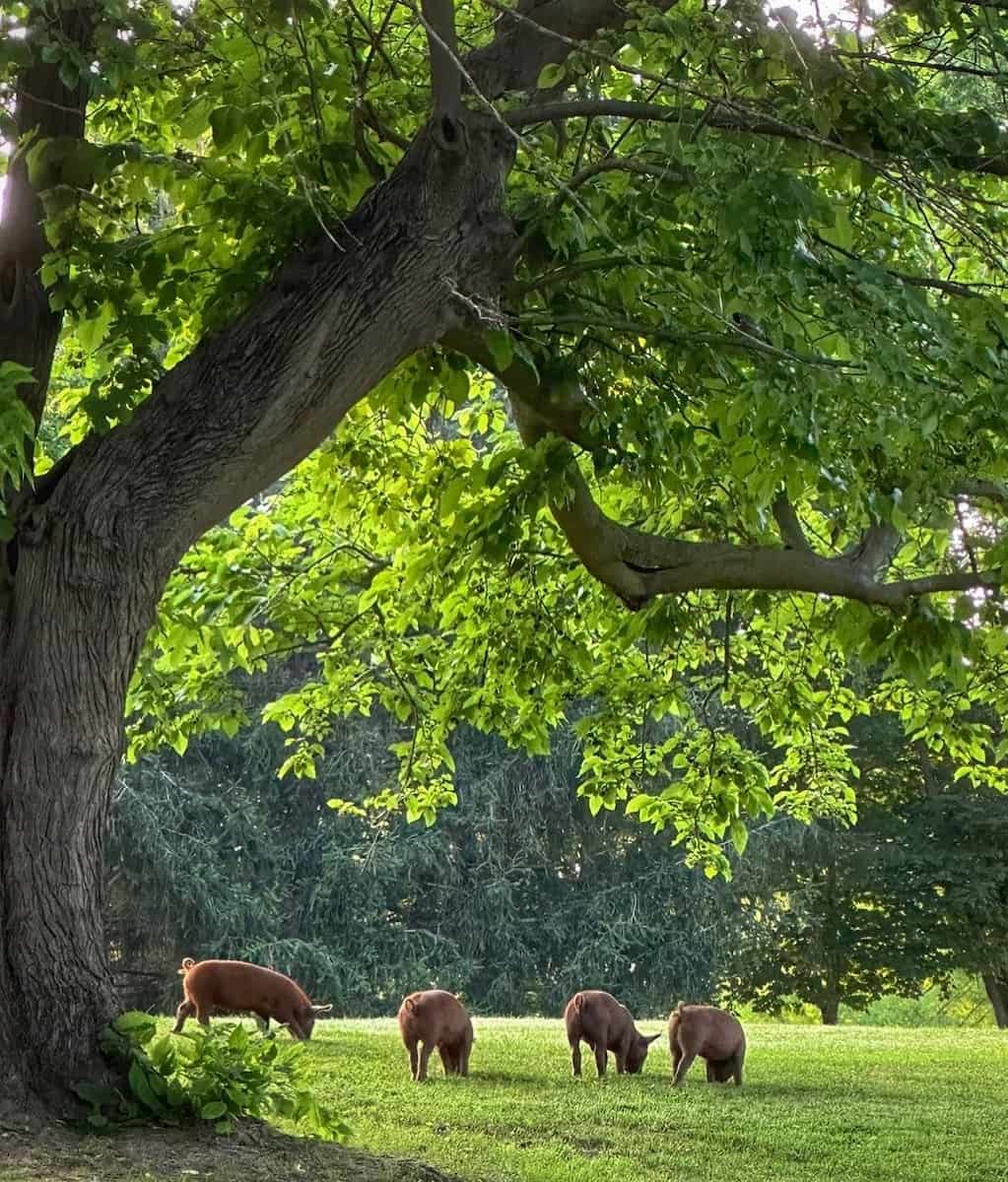Shaker Village of Pleasant Hill