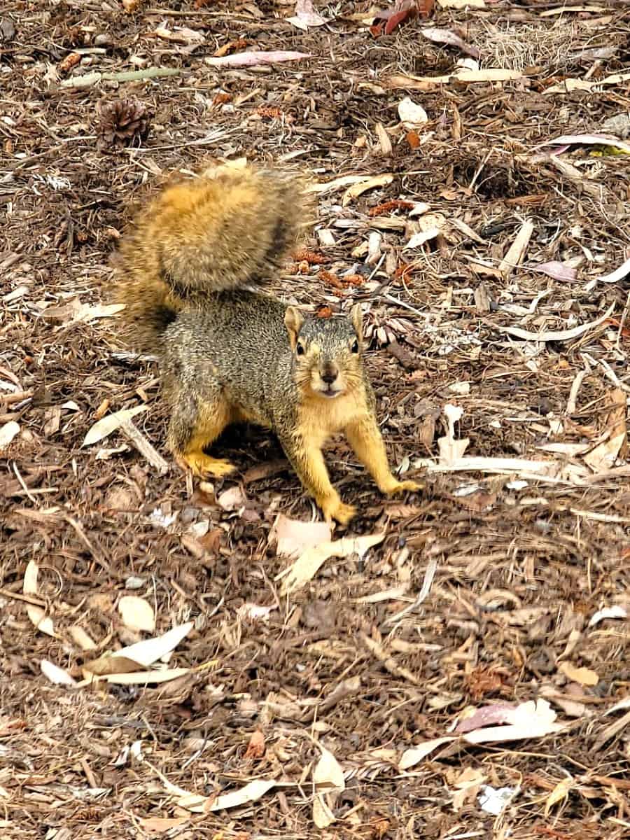 Shipley Nature Center, Orange County, California