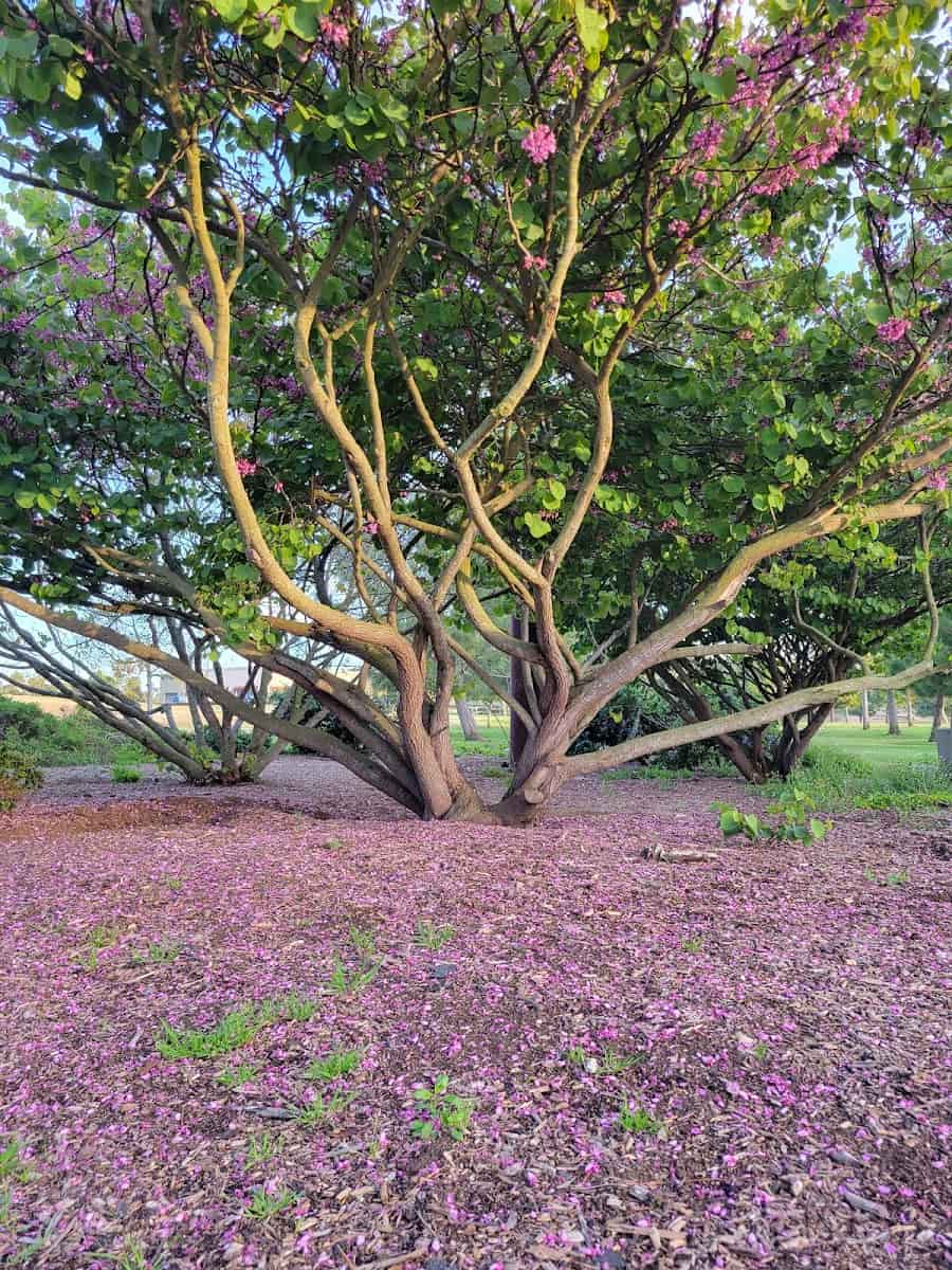 Shipley Nature Center, Orange County, California
