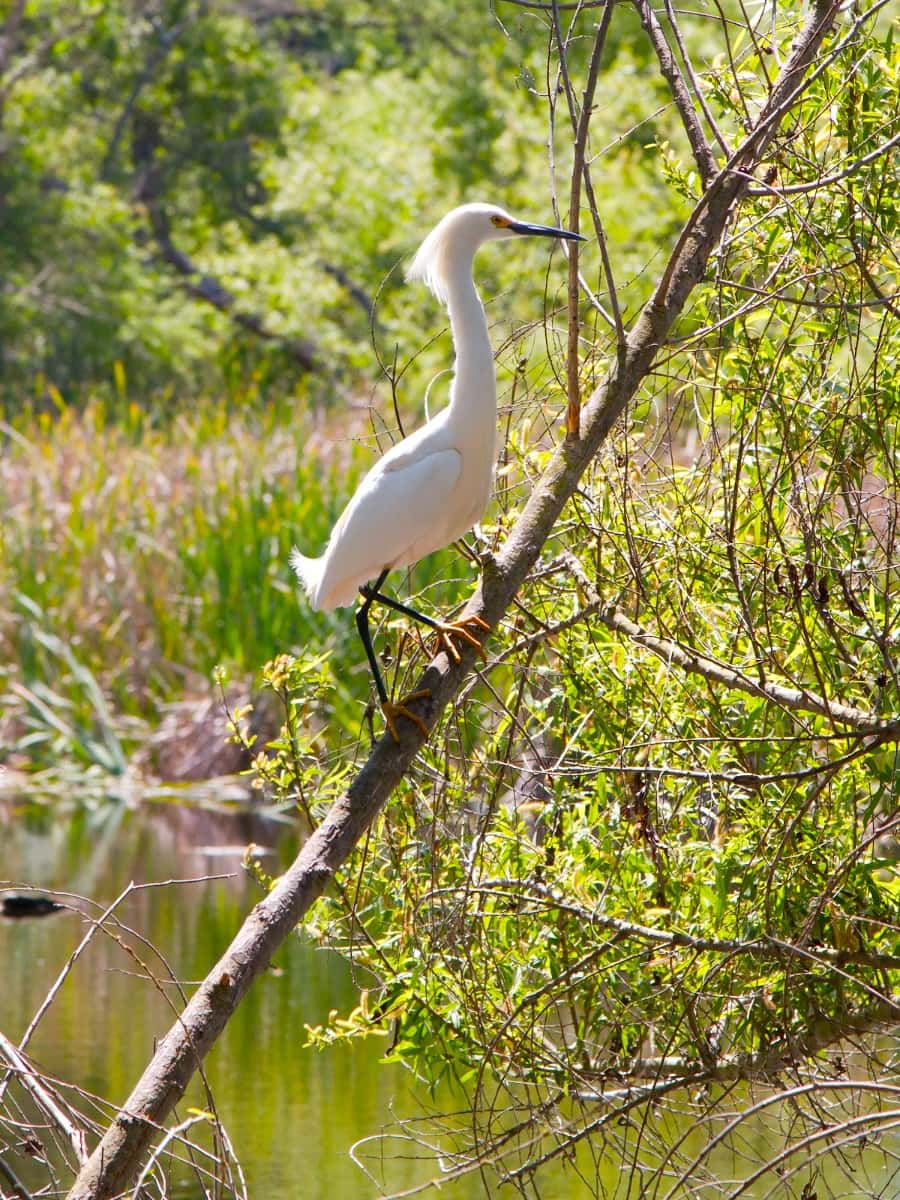 Shipley Nature Center, Orange County, California