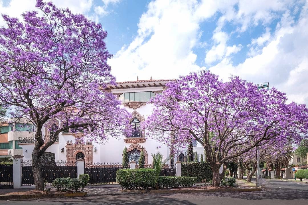 Spring in Mexico City