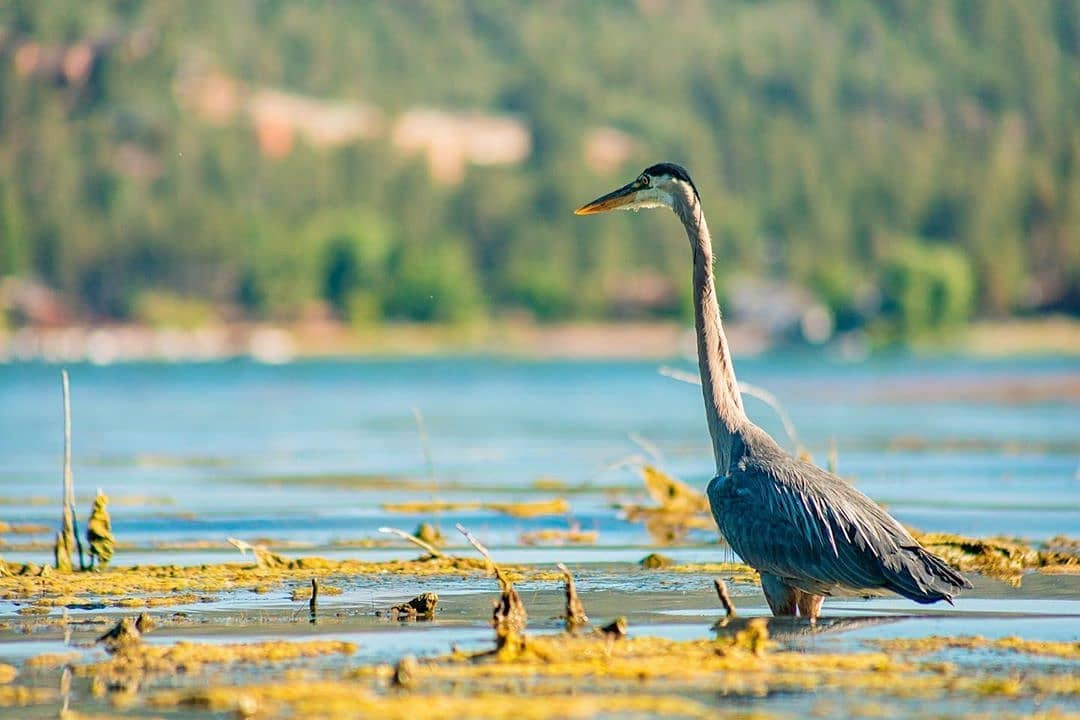 Stanfield Marsh Wildlife and Waterfowl Reserve