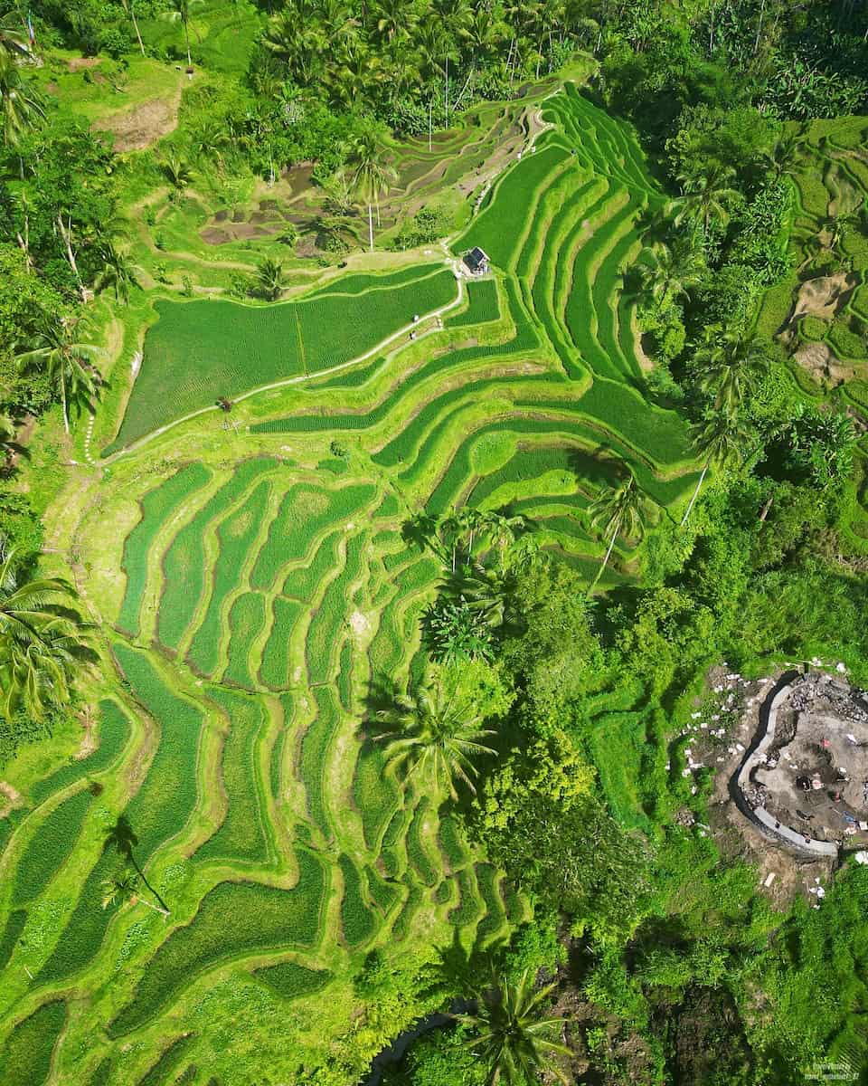 Tegallalang Rice Terraces, Bali