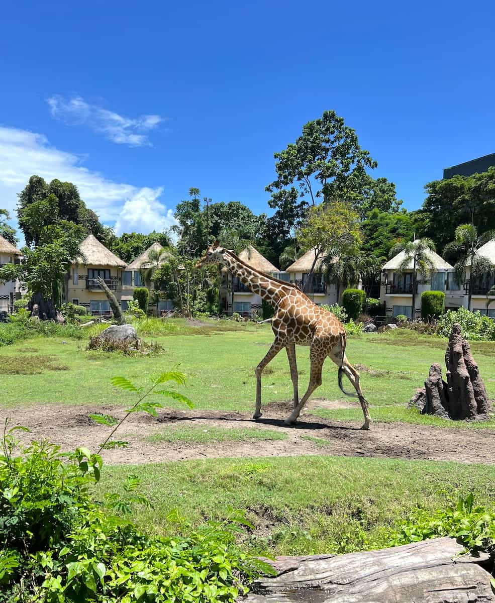 The Amazing Taman Safari Bali