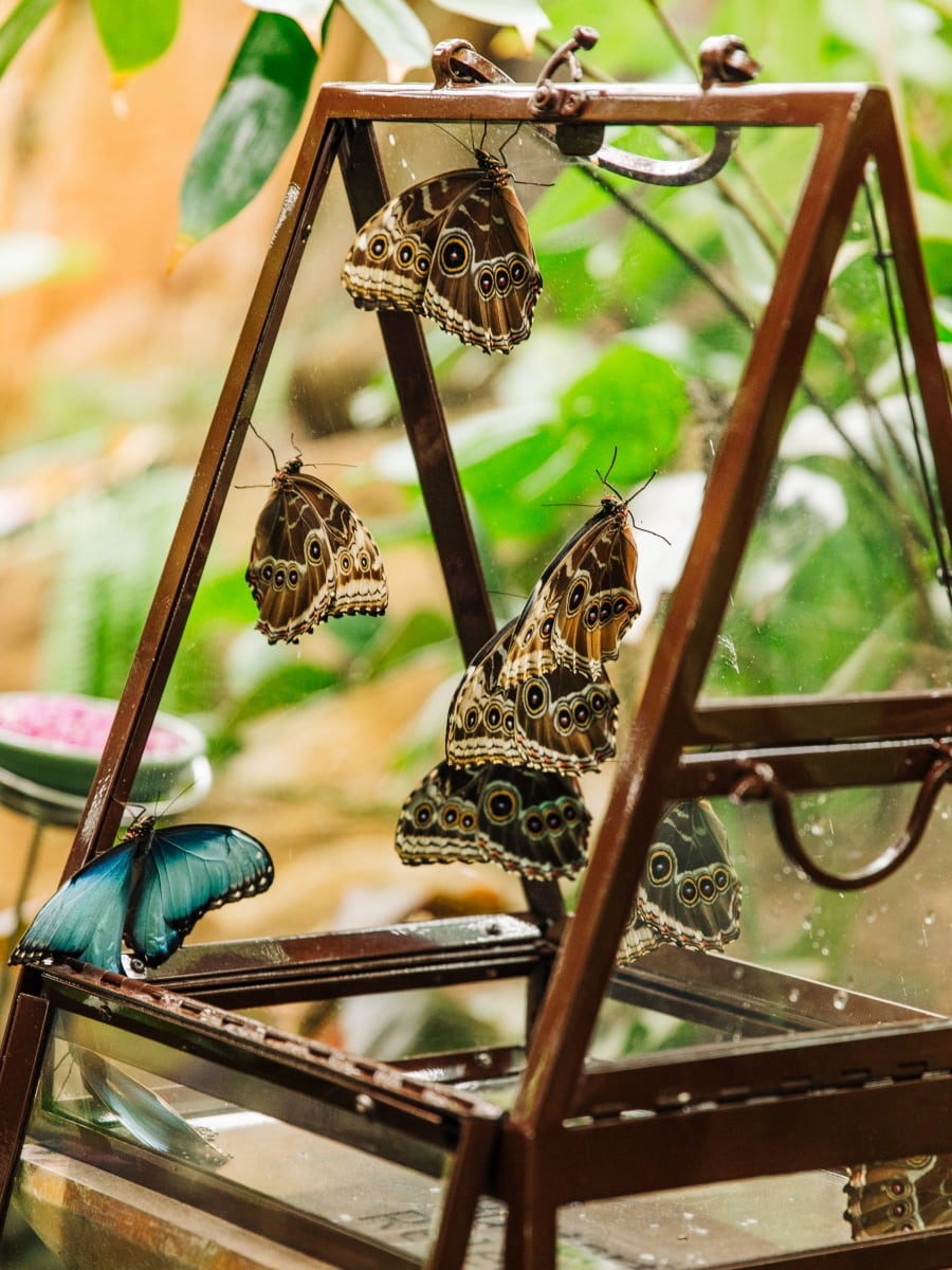 The Fred & Dorothy Fichter Butterflies Are Blooming, Grand Rapids