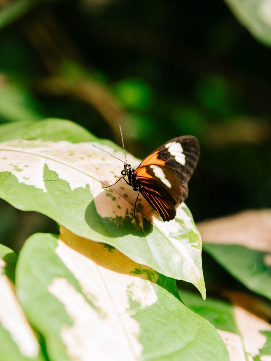 The Fred & Dorothy Fichter Butterflies Are Blooming, Grand Rapids