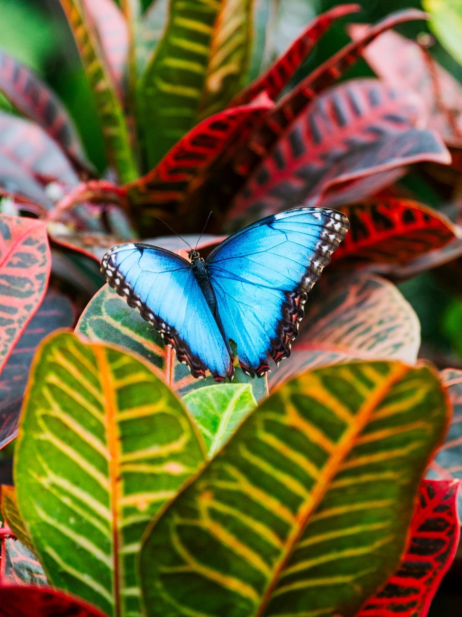 The Fred & Dorothy Fichter Butterflies Are Blooming, Grand Rapids