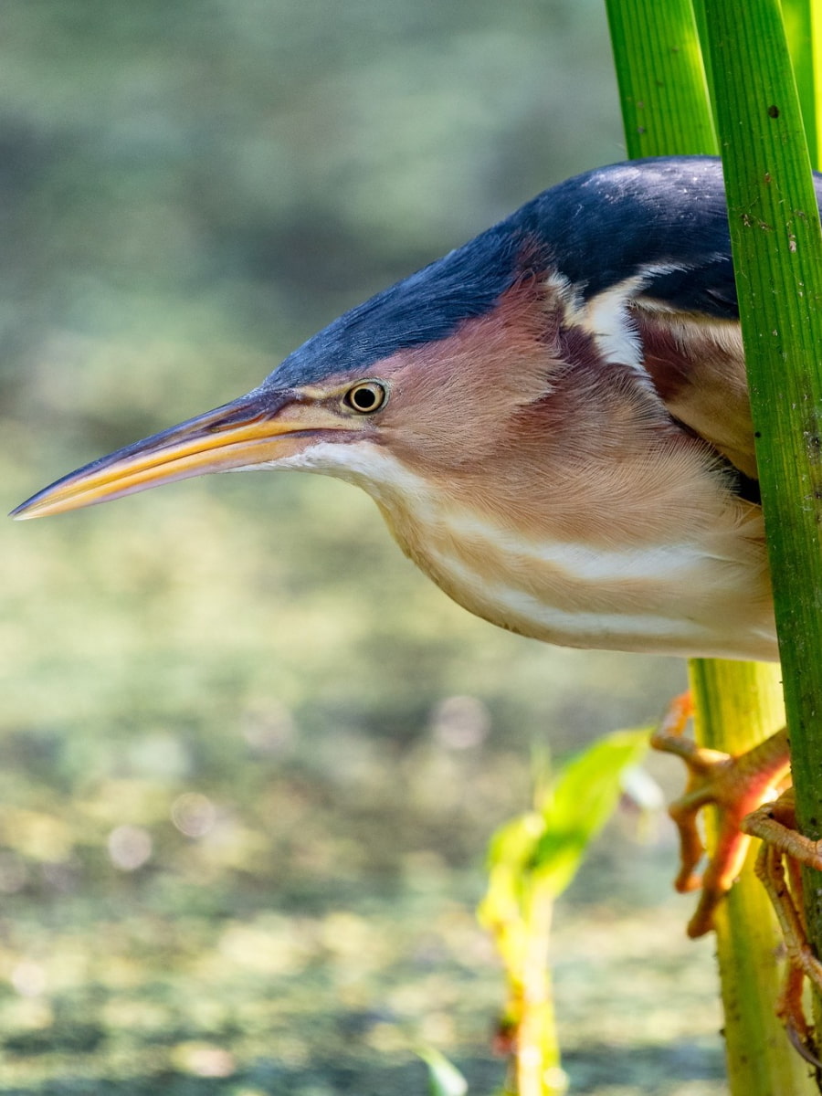 Tifft Nature Preserve, Buffalo, NY