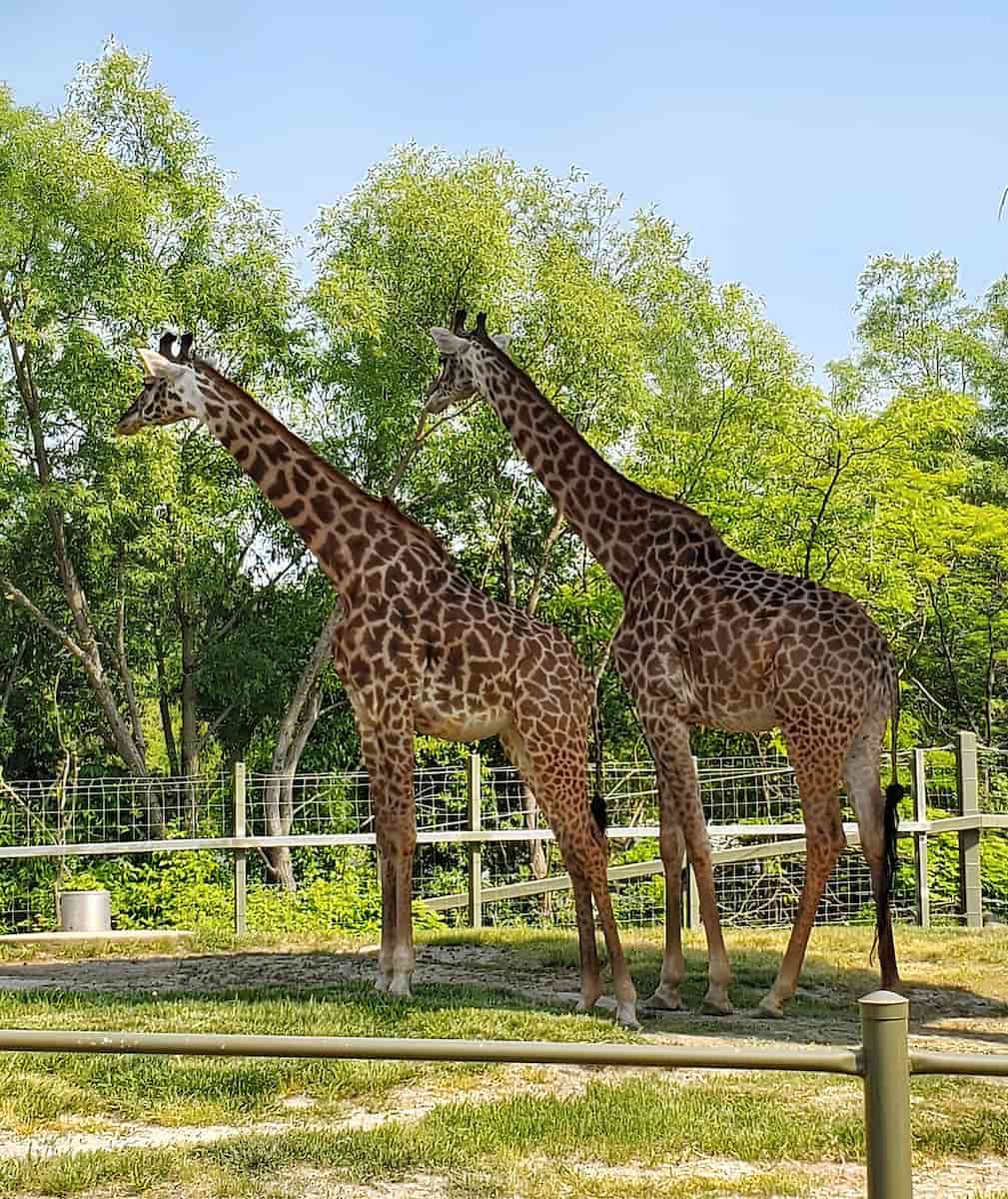 Toronto Zoo, Canada