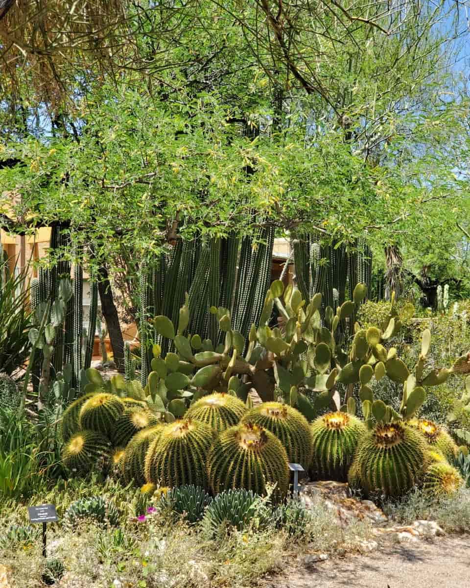 Tucson Botanical Gardens
