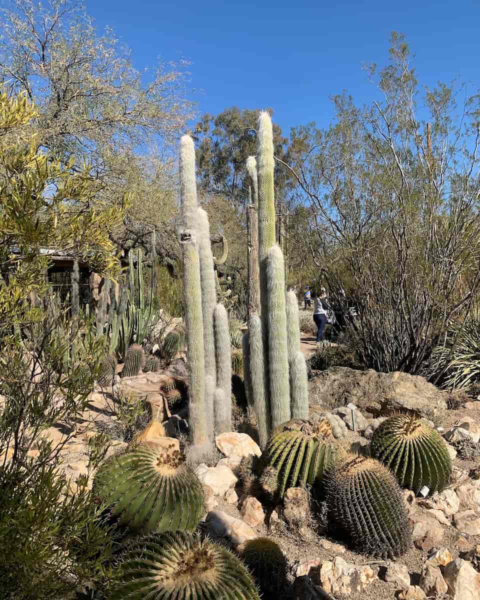 Tucson Botanical Gardens