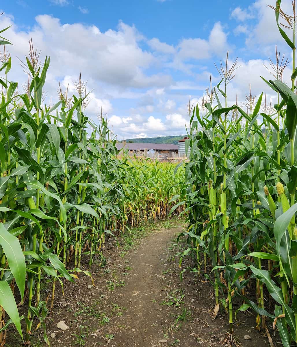 Vermont Corn Maze
