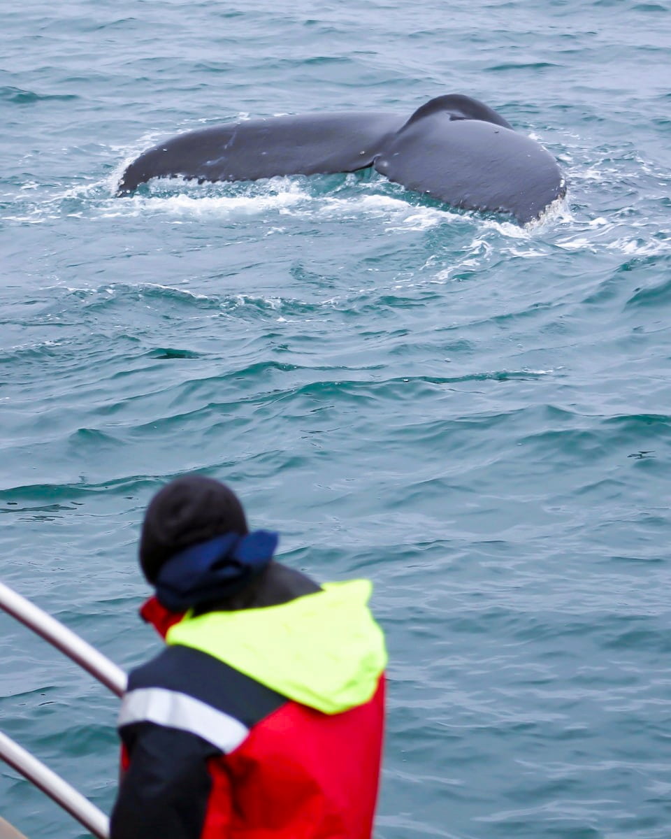 Whale Watching, Iceland
