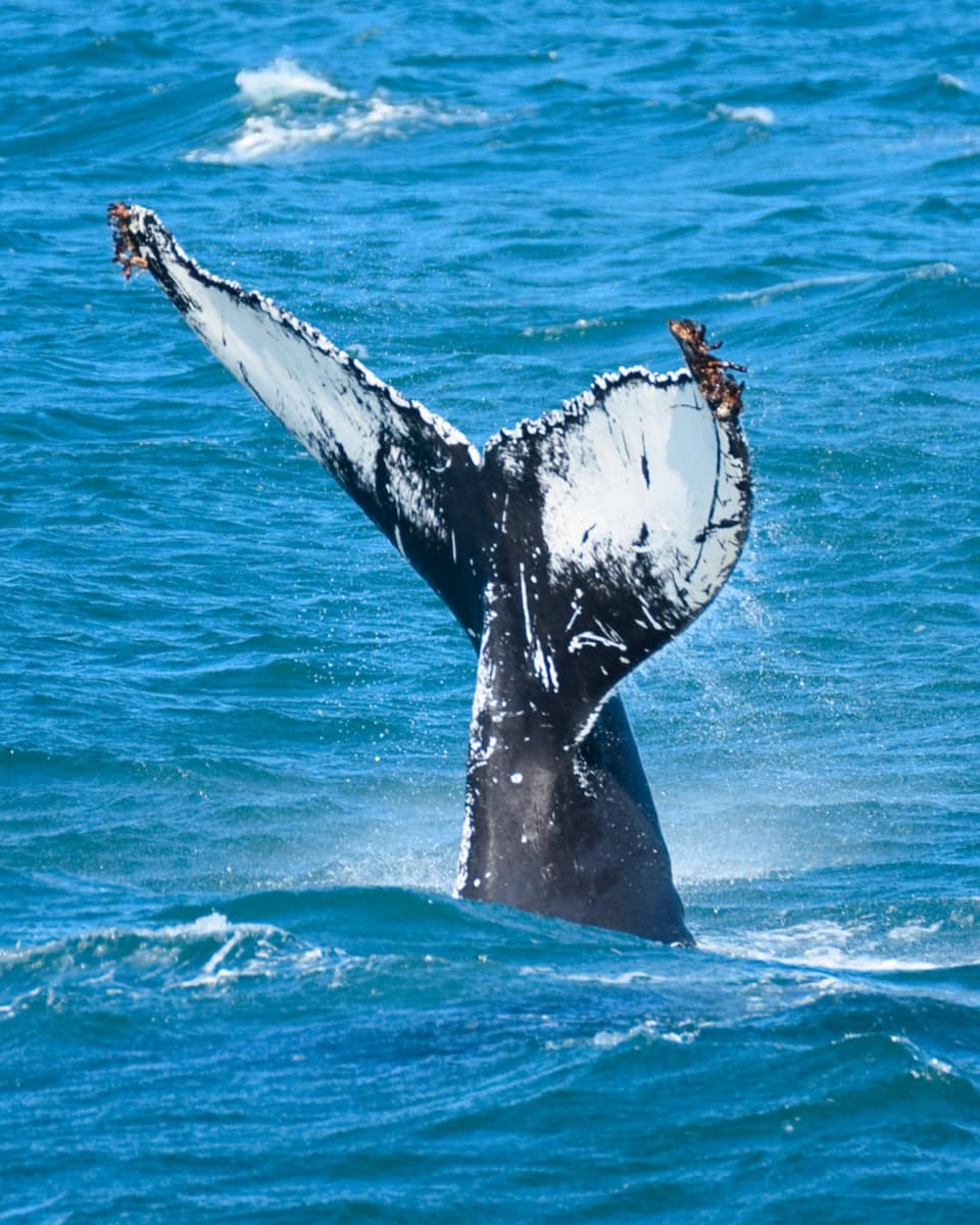 Whale Watching, Iceland