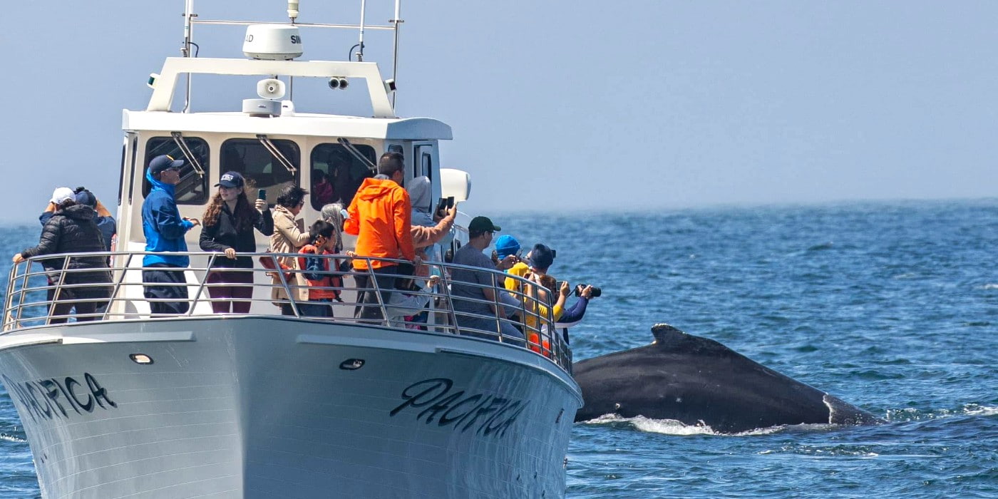Whale Watching, Monterey