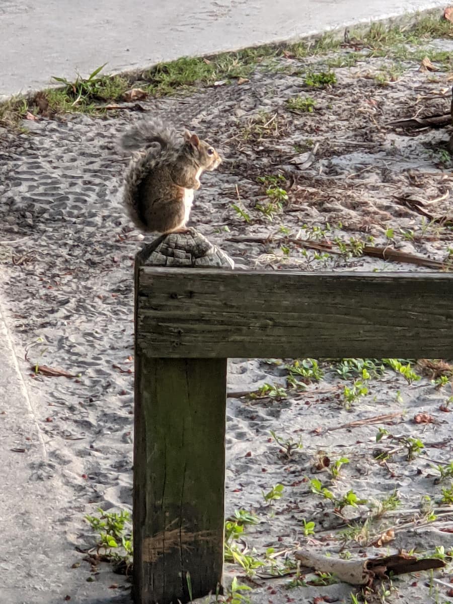 Wildlife Cocoa Beach