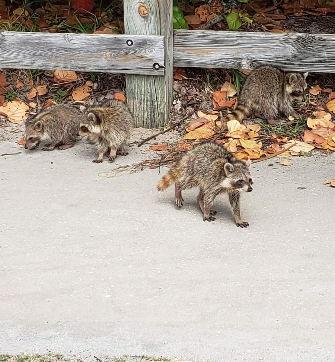 Wildlife Cocoa Beach